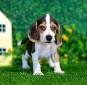 Tyler puppy images
