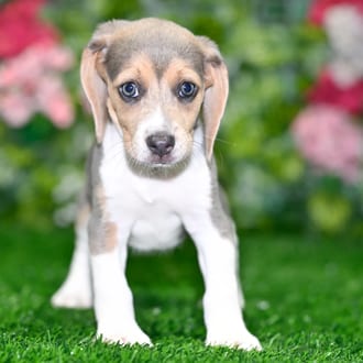 Lilly puppy images