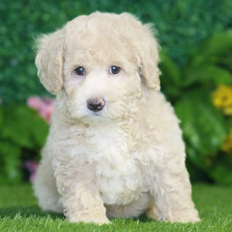 Hugo, a male Bichonpoo puppy for sale at Blue Sky Puppies Nashville TN
