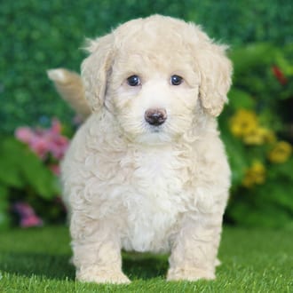 Hugo, a male Bichonpoo puppy for sale at Blue Sky Puppies Nashville TN