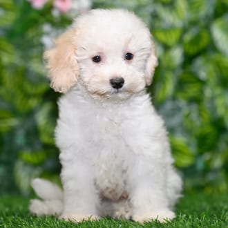 Pierce puppy images