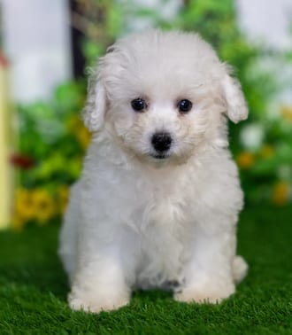 Mattie puppy images