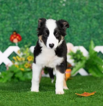 Muffin, a female Border Collie puppy for sale at Blue Sky Puppies Nashville TN