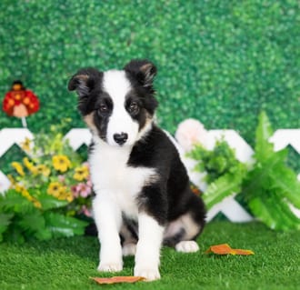 Muffin, a female Border Collie puppy for sale at Blue Sky Puppies Nashville TN