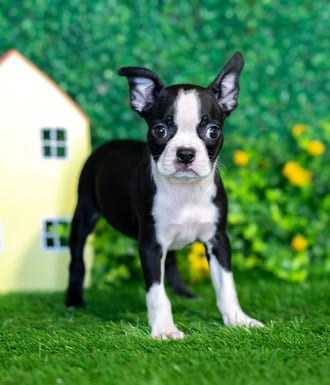 Maeve puppy images