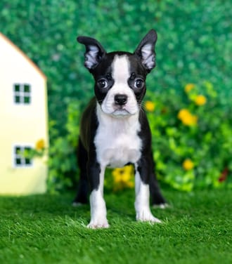 Maeve puppy images