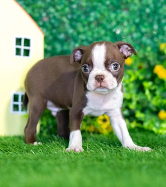 Nelson puppy images