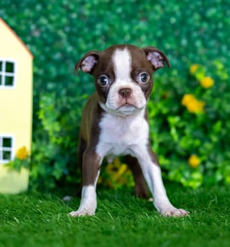 Nelson puppy images