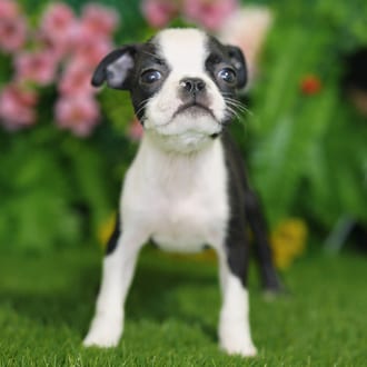 Laika, a female Boston Terrier puppy for sale at Blue Sky Puppies Nashville TN