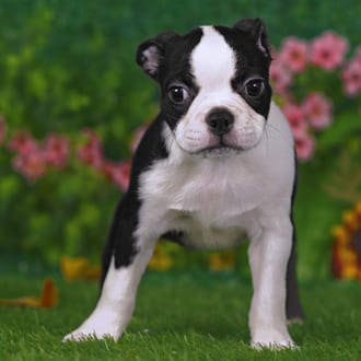 Mercer, a male Boston Terrier puppy for sale at Blue Sky Puppies Nashville TN