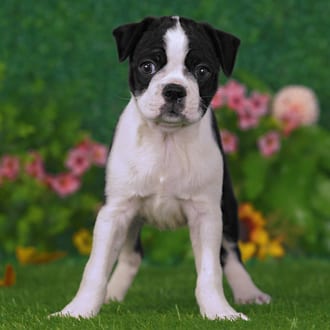 Tiller, a male Boston Terrier puppy for sale at Blue Sky Puppies Nashville TN