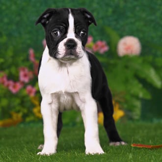 Darby, a male Boston Terrier puppy for sale at Blue Sky Puppies Nashville TN