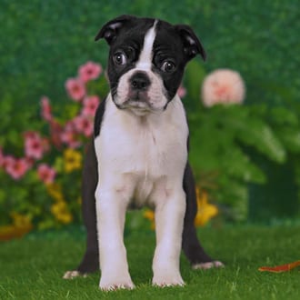 Darby, a male Boston Terrier puppy for sale at Blue Sky Puppies Nashville TN