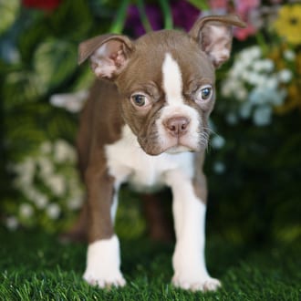Pablo, a male Boston Terrier puppy for sale at Blue Sky Puppies Orlando FL
