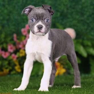 Zuko, a male Boston Terrier puppy for sale at Blue Sky Puppies Nashville TN