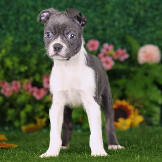 Zuko, a male Boston Terrier puppy for sale at Blue Sky Puppies Nashville TN