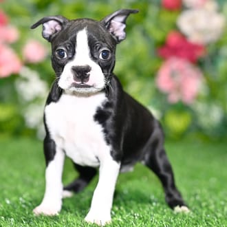 Callie puppy images