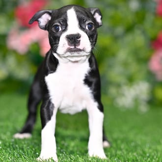 Callie puppy images