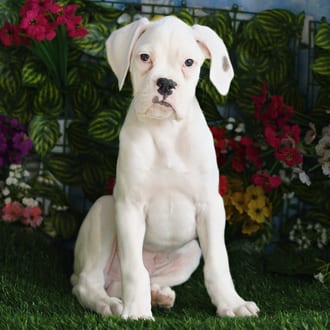 Kane, a male Boxer puppy for sale at Blue Sky Puppies Orlando FL