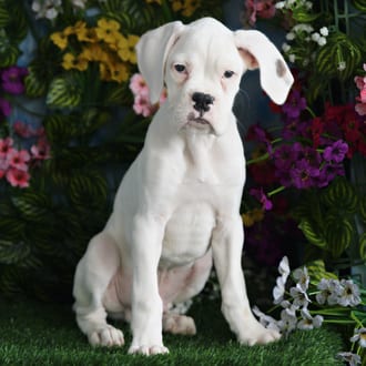Kane, a male Boxer puppy for sale at Blue Sky Puppies Orlando FL