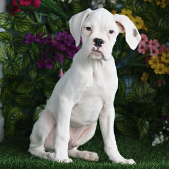 Kane, a male Boxer puppy for sale at Blue Sky Puppies Orlando FL