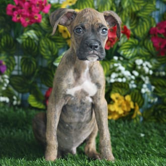 Levi, a male Boxer puppy for sale at Blue Sky Puppies Orlando FL