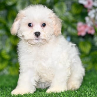 Freckles puppy images