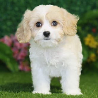 Lila, a female Cavachon puppy for sale at Blue Sky Puppies Nashville TN
