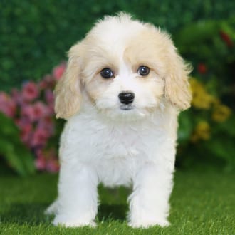 Lila, a female Cavachon puppy for sale at Blue Sky Puppies Nashville TN