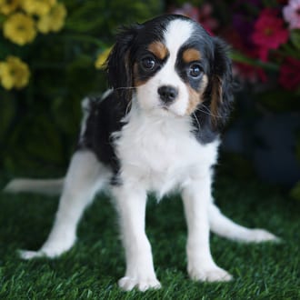 Carmella, a female Cavalier King Charles Spaniel puppy for sale at Blue Sky Puppies Orlando FL