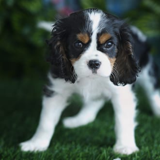 Corky, a male Cavalier King Charles Spaniel puppy for sale at Blue Sky Puppies Orlando FL