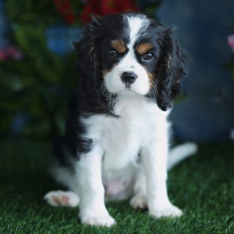 Corky, a male Cavalier King Charles Spaniel puppy for sale at Blue Sky Puppies Orlando FL