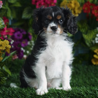 Reed, a male Cavalier King Charles Spaniel puppy for sale at Blue Sky Puppies Orlando FL