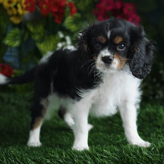 Reed, a male Cavalier King Charles Spaniel puppy for sale at Blue Sky Puppies Orlando FL