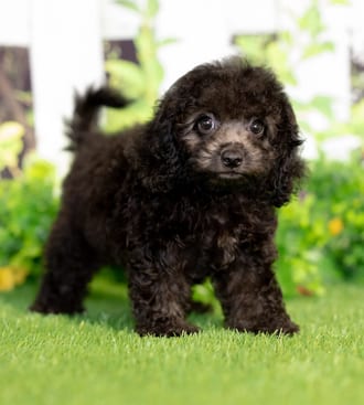 Vince puppy images