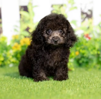 Vince puppy images
