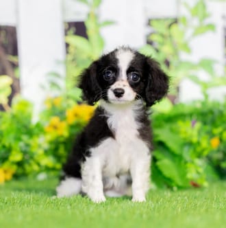 Coco puppy images