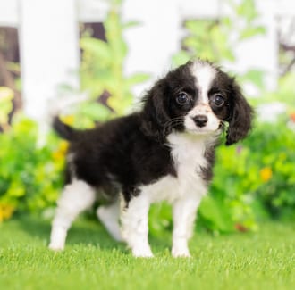 Coco puppy images