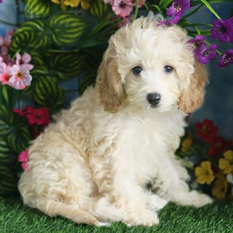 Reginald, a male Cavapoo F1B puppy for sale at Blue Sky Puppies Orlando FL