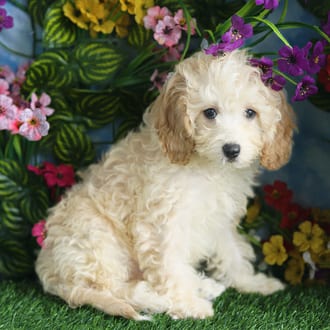 Reginald, a male Cavapoo F1B puppy for sale at Blue Sky Puppies Orlando FL