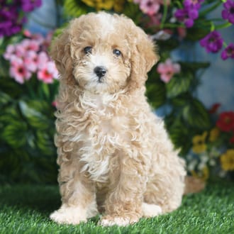Rosco, a male Cavapoo F1B puppy for sale at Blue Sky Puppies Orlando FL