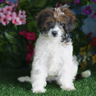 Eden, a female Cavapoo F1B puppy for sale at Blue Sky Puppies Orlando FL