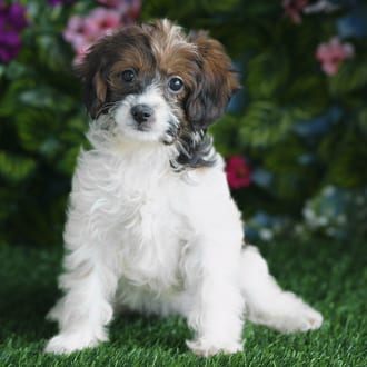 Eden, a female Cavapoo F1B puppy for sale at Blue Sky Puppies Orlando FL