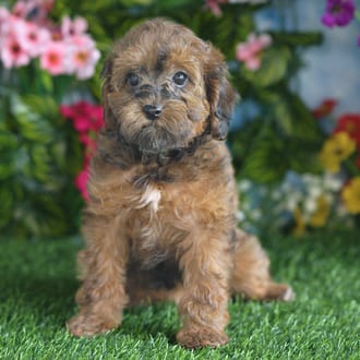 Anna, a female Cavapoo F1B puppy for sale at Blue Sky Puppies Orlando FL