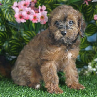 Anna, a female Cavapoo F1B puppy for sale at Blue Sky Puppies Orlando FL