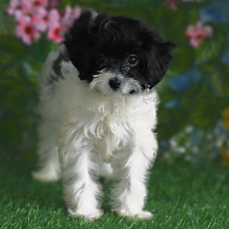 Gumdrop, a female Cavapoo F1B puppy for sale at Blue Sky Puppies Orlando FL