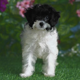 Gumdrop, a female Cavapoo F1B puppy for sale at Blue Sky Puppies Orlando FL
