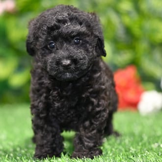 John puppy images