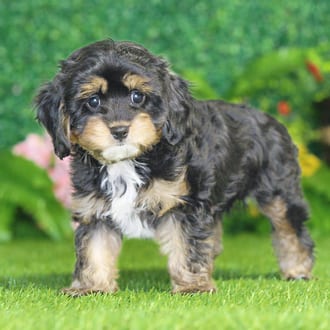 Shadow, a female Cavapoo puppy for sale at Blue Sky Puppies Nashville TN