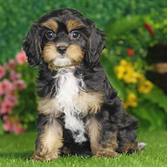 Piper, a female Cavapoo puppy for sale at Blue Sky Puppies Nashville TN
